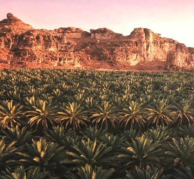 Palm Tree Renaissance Story of the Palm Tree and the Farmer - Savants and Sages | Blog